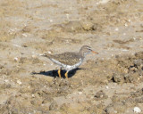 Spotted Sandpiper