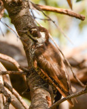 Arizona Woodpecker