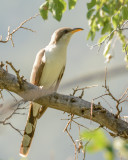 Roadrunners, Cuckoos and Anis