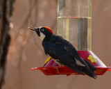 Woodpeckers and Sapsuckers