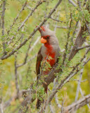 Cardinals and Allies