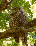 Owls