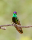 Rivolis Hummingbird