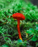 Hygrocybe miniata