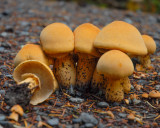 Phaeolepiota aurea