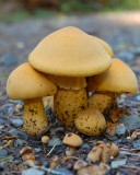 Phaeolepiota aurea