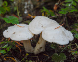 Leucocybe connata