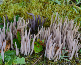 Alloclavaria purpurea