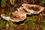 Hydnellum aurantiacum