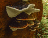 Fomitopsis mounceae