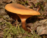 Polyporus melanopus