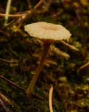 Lichenomphalia umbellifera