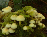 Hypholoma fasciculare