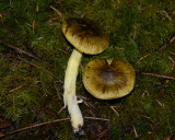 Tricholoma subsejunctum