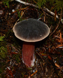 Xerocomellus atropurpureus