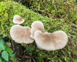 Pleurotus Pulmonarius