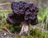 Gyromitra esculenta