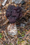 Gyromitra esculenta