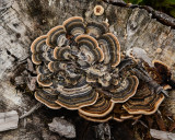 Trametes versicolor