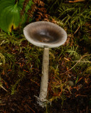 Amanita constricta