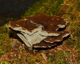 Phaeolus schweinitzii