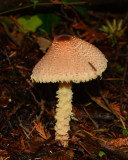 Lepiota magnispora