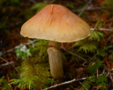 Cortinarius caperatus