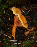 Hygrophoropsis aurantiaca