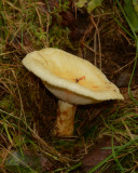 Lactarius scrobiculatus, var. canadensis