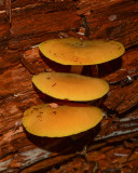 Tricholomopsis decora
