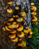 Pholiota aurivella