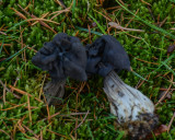 Helvella vespertina