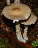 Stropharia hornemannii