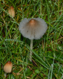 Coprinellus impatiens