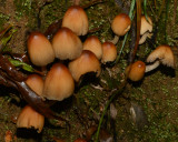 Coprinopsis micaceus