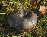 Lactarius plumbeous