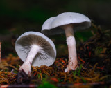 Clitocybe odora var. pacifica