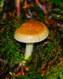 Hygrophorus bakerensis