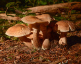 Armillaria ostoyae