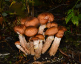 Armillaria sinapina