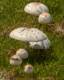 Chlorophyllum molybdites