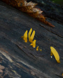 Calocera cornea