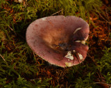 Russula xerampelina