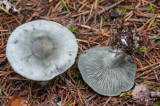 Clitocybe odora var. pacifica
