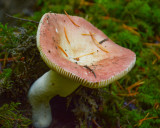 Russula bicolor