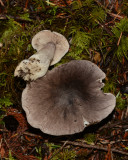 Tricholoma virgatum