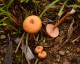 Laccaria laccata