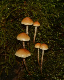 Hypholoma marginatum