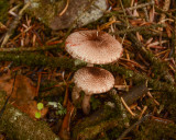 Lepiota flammeotinctus