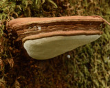 Ganoderma applanatum